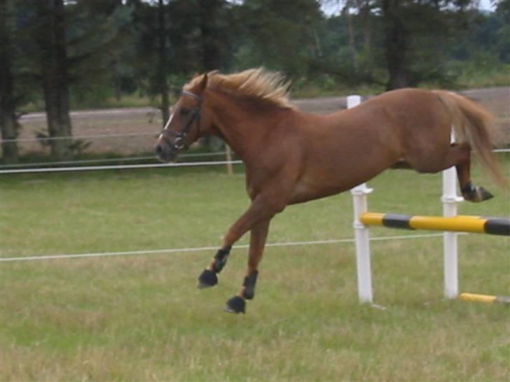 Anden særlig race Highlands Martinique - Gamle ude og løsspringe, han elsker det :) billede 7