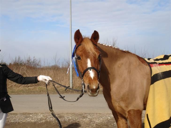 Anden særlig race Highlands Martinique - Gamle til stævne i Skanderborg med søster. billede 8