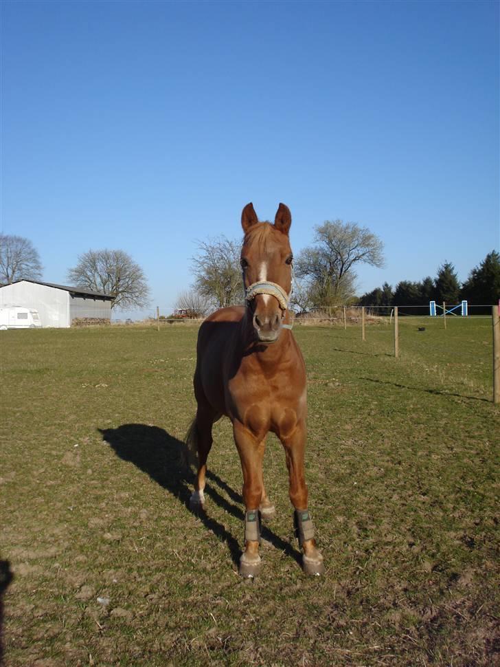 Anden særlig race Highlands Martinique - Gamle på fold først i 08 billede 9
