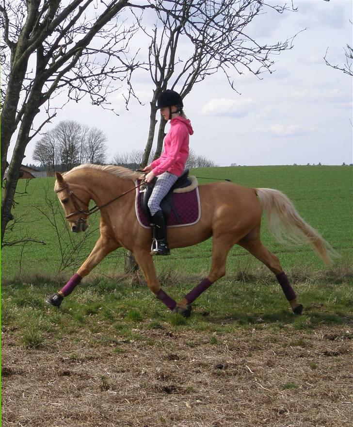 DSP Katborgs Lou Lou - Solgt - Lou Lou i øgning. Foto: Mester fotografen Nanna :P billede 2