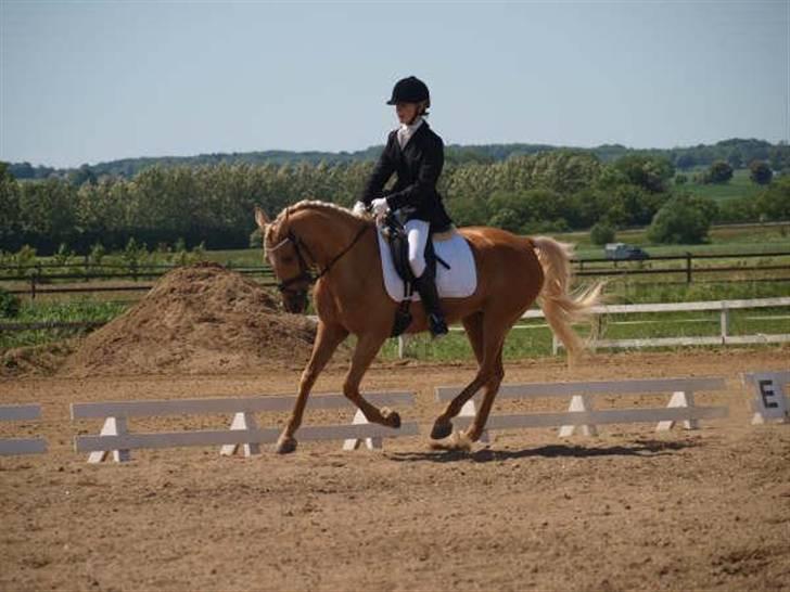 DSP Katborgs Lou Lou - Solgt - Lækker galop til stævne i Boller. billede 6
