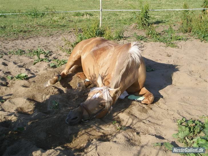 DSP Katborgs Lou Lou - Solgt - Dejlige pony, for sig lige en lur : ) xD billede 8