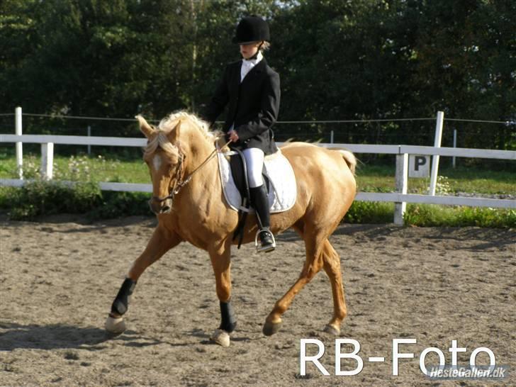 DSP Katborgs Lou Lou - Solgt - Den smukke pony! Den kan bare trave - Taget af RB foto billede 13