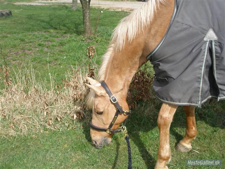 DSP Katborgs Lou Lou - Solgt - Mums - Græs :D billede 14