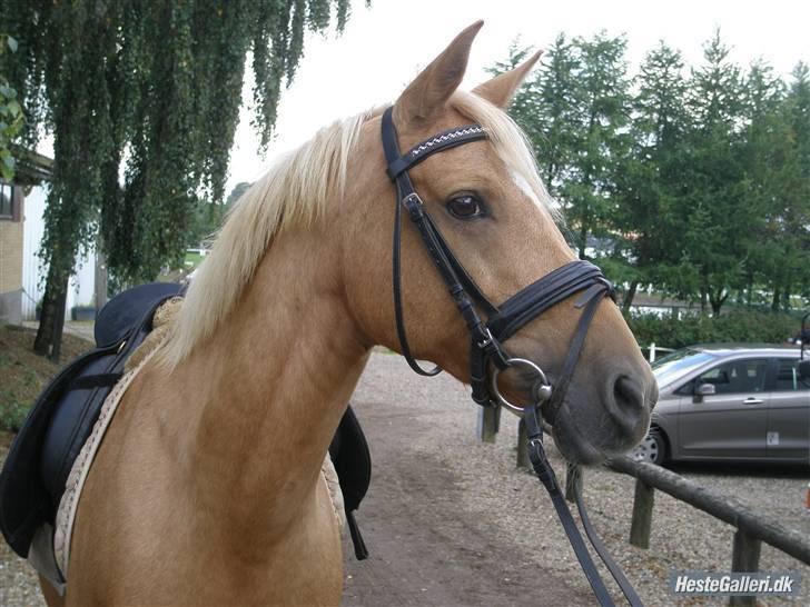 DSP Katborgs Lou Lou - Solgt - ! Såå sød hun er! billede 15