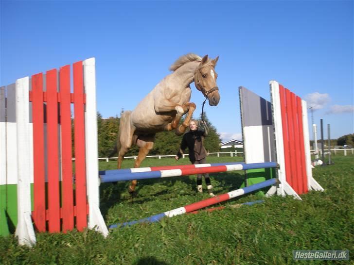 DSP Katborgs Lou Lou - Solgt - Hun springer helt i vejret, både med og uden rytter. !!  billede 17