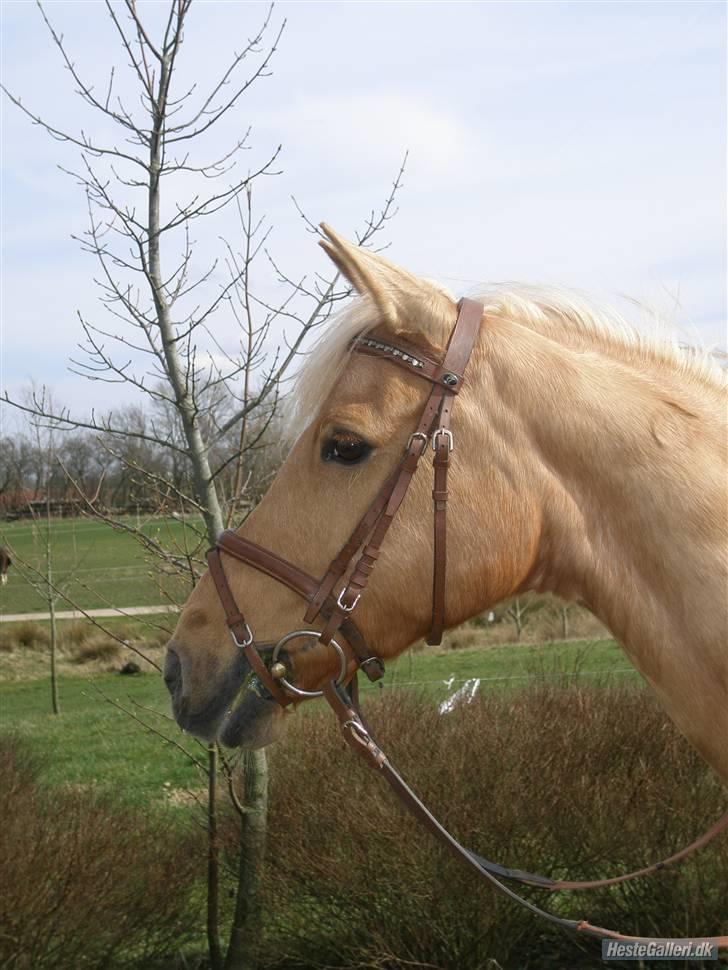 DSP Katborgs Lou Lou - Solgt - Lou Lou`s Zmukke Hoved. billede 19