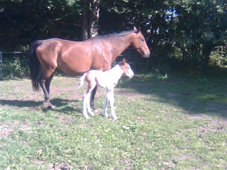 Anden særlig race Thunder Cloud R.I.P billede 1