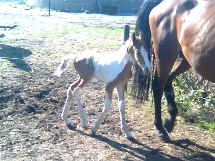 Anden særlig race Thunder Cloud R.I.P billede 2