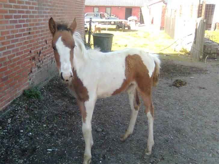 Anden særlig race Thunder Cloud R.I.P billede 3