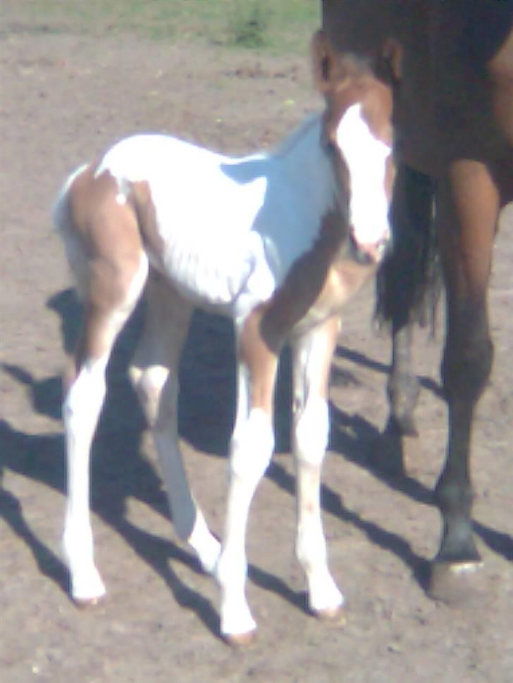 Anden særlig race Thunder Cloud R.I.P billede 4