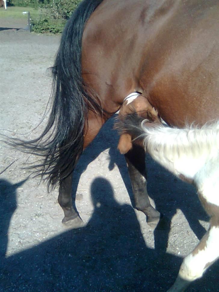 Anden særlig race Thunder Cloud R.I.P billede 5