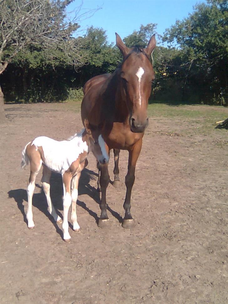 Anden særlig race Thunder Cloud R.I.P billede 6