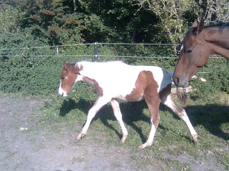 Anden særlig race Thunder Cloud R.I.P billede 7