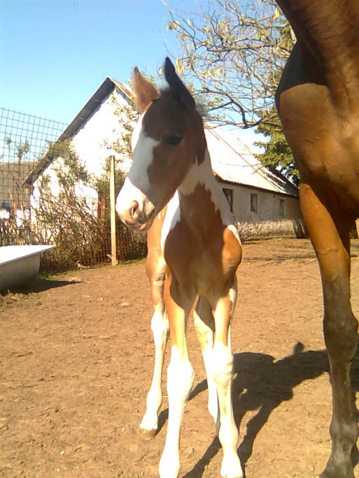 Anden særlig race Thunder Cloud R.I.P billede 8