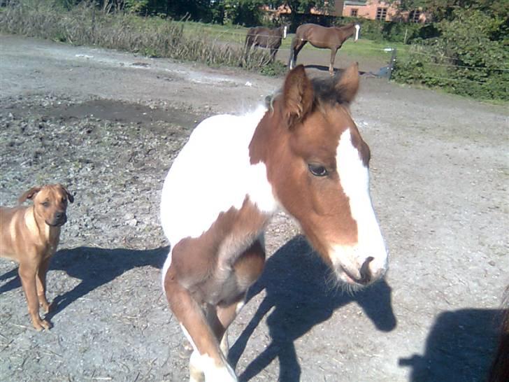 Anden særlig race Thunder Cloud R.I.P billede 9