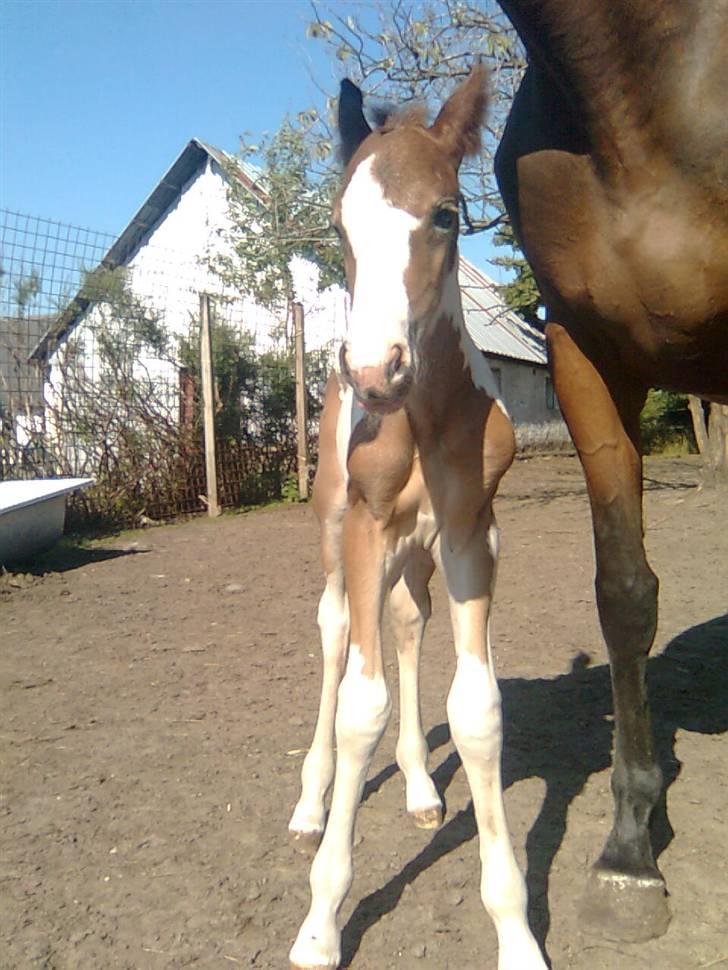 Anden særlig race Thunder Cloud R.I.P billede 10