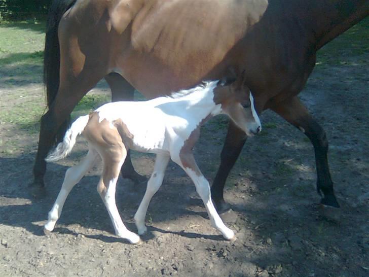 Anden særlig race Thunder Cloud R.I.P billede 11