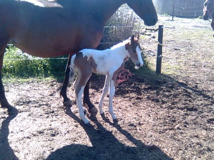 Anden særlig race Thunder Cloud R.I.P billede 12