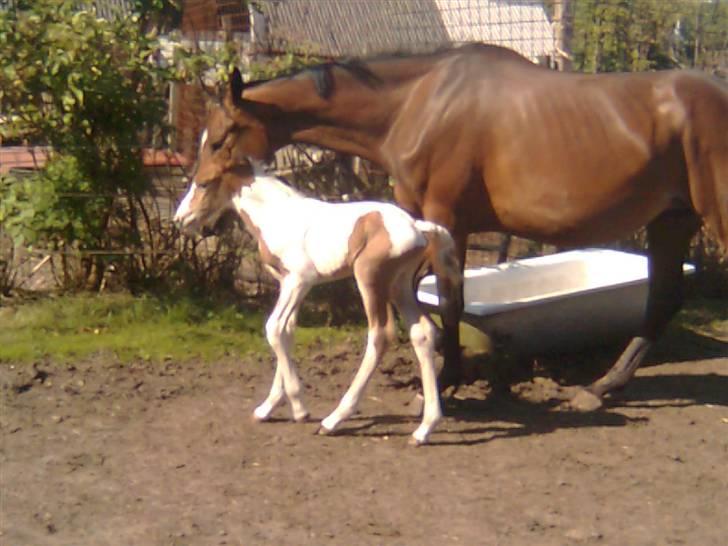 Anden særlig race Thunder Cloud R.I.P billede 13