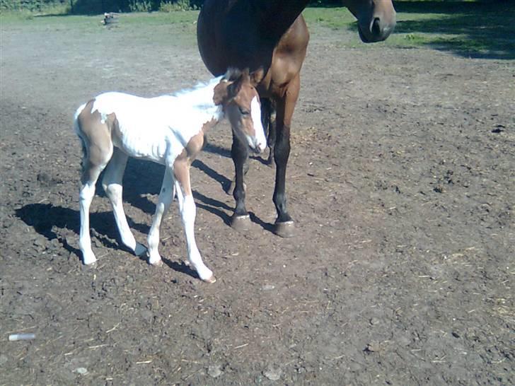 Anden særlig race Thunder Cloud R.I.P billede 14