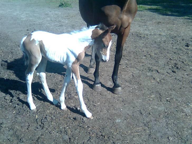 Anden særlig race Thunder Cloud R.I.P billede 15