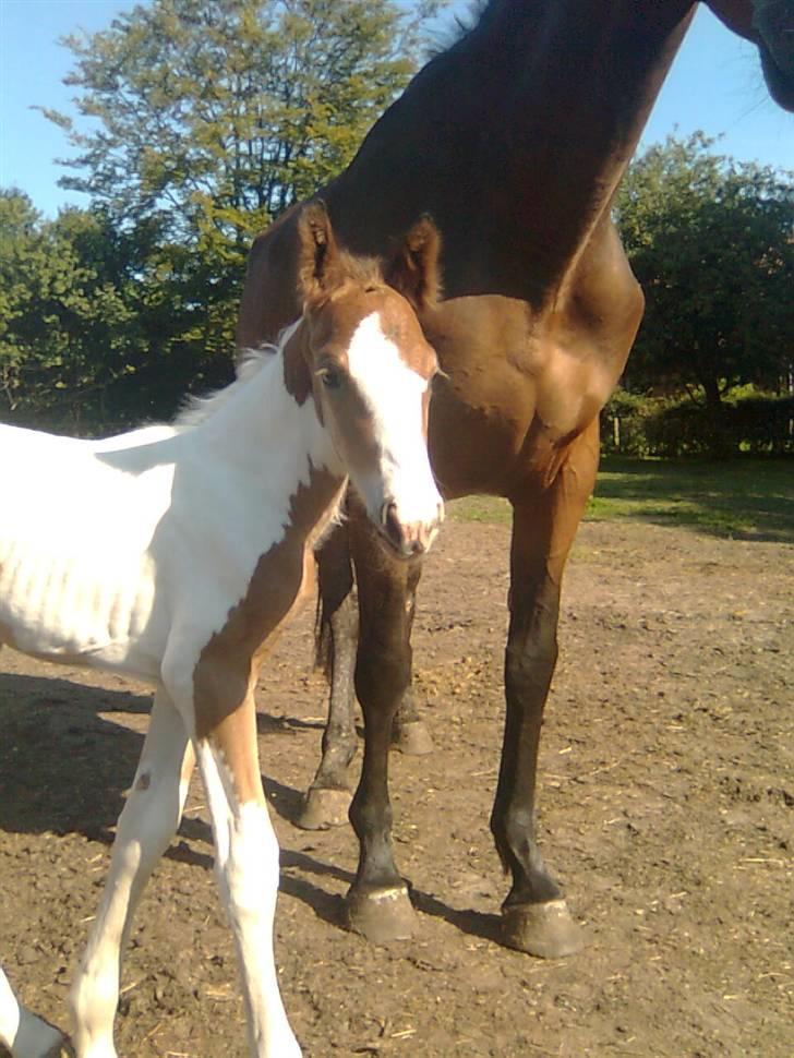 Anden særlig race Thunder Cloud R.I.P billede 16