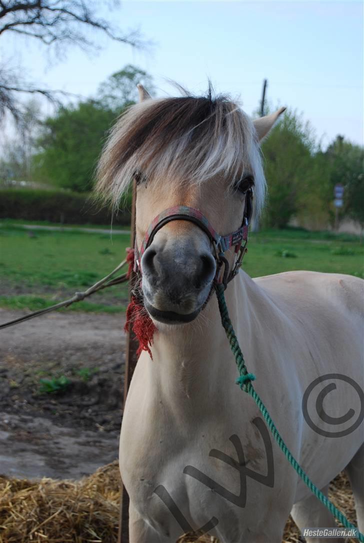 Fjordhest Konrad Southfork  - Hmm , så går alle bare fra mig :/          Foto: Line Wiegaard xD billede 7