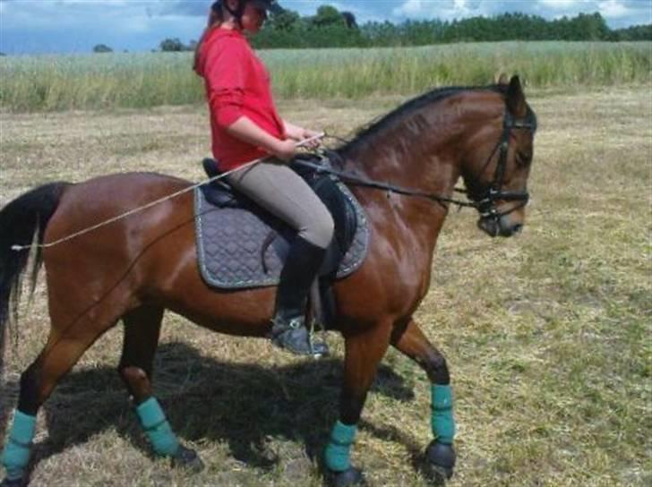 Anden særlig race Bakkelygård's Flicka <3 - Vi ownede lige en mark og øvede lidt dressur :)  billede 2