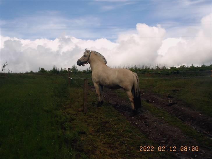 Fjordhest Annabell SOLGT billede 1