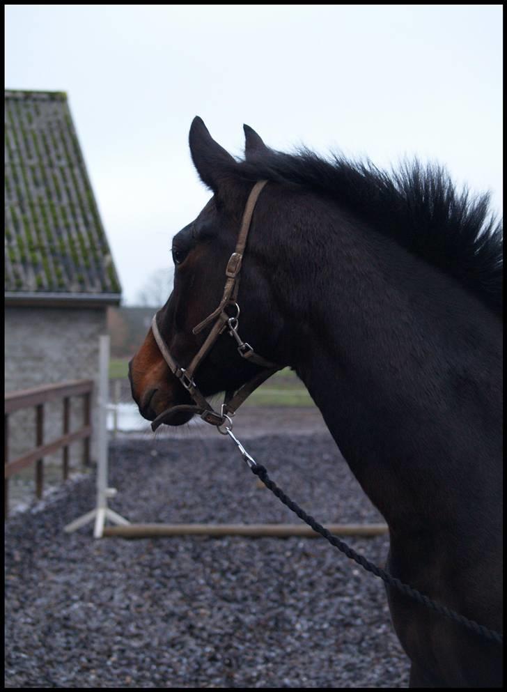 Anden særlig race Coffee Calina ( Solgt ) - 7 dec. på Dane.  billede 8