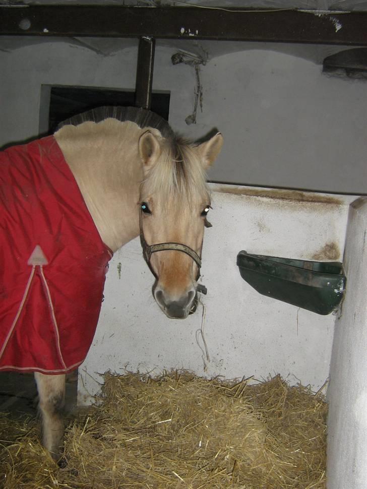 Fjordhest Annabell SOLGT billede 3