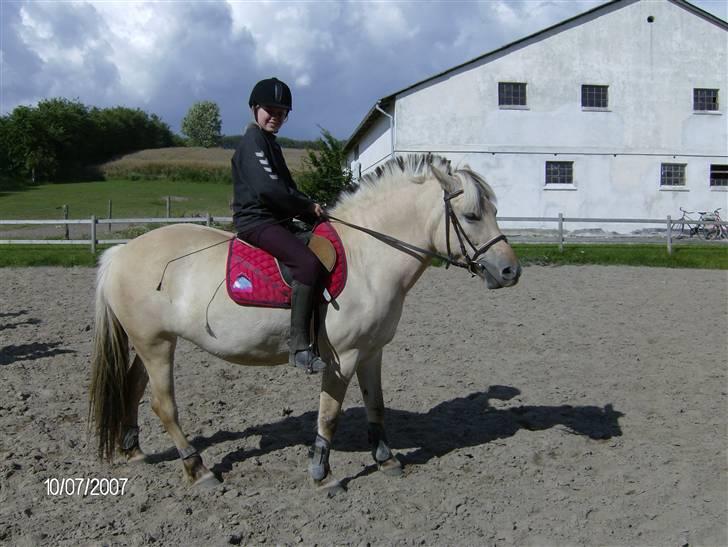Fjordhest Annabell SOLGT billede 4