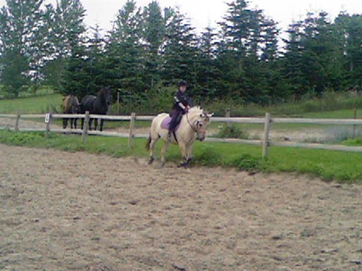 Fjordhest Annabell SOLGT billede 5