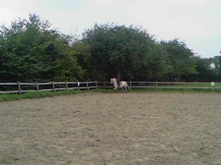 Fjordhest Annabell SOLGT billede 6