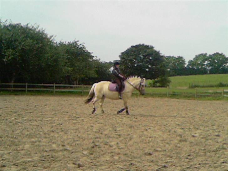 Fjordhest Annabell SOLGT billede 7