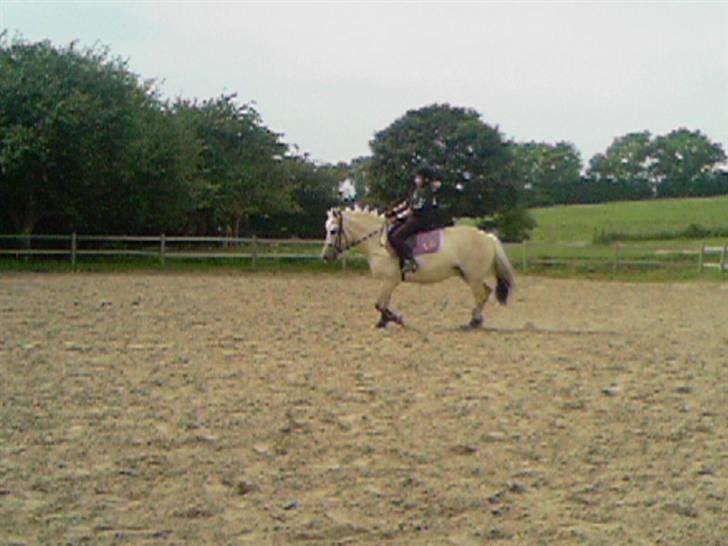 Fjordhest Annabell SOLGT billede 8