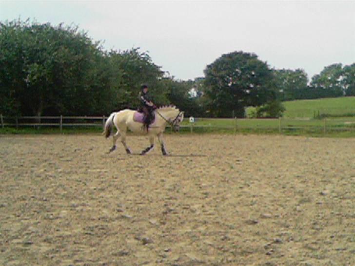 Fjordhest Annabell SOLGT billede 9