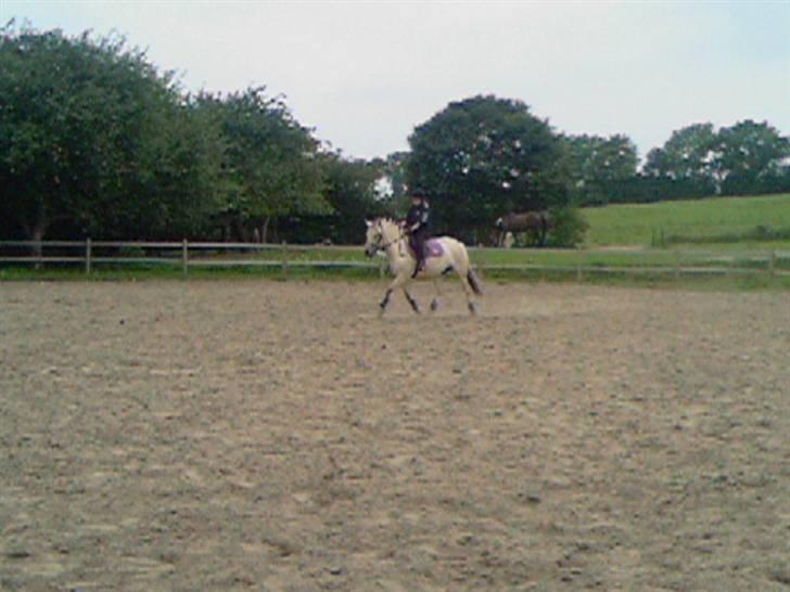 Fjordhest Annabell SOLGT billede 10