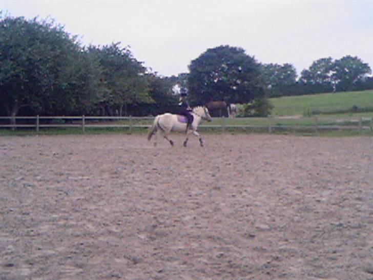 Fjordhest Annabell SOLGT billede 11