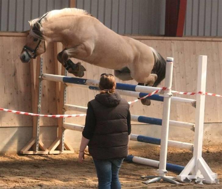 Fjordhest Avlshingst Dukat Halsnæs - Vunder løsspringningskonkurrence med 140 cm. Foto:Victoria Pommer billede 5