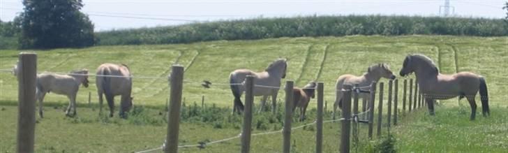 Fjordhest Avlshingst Dukat Halsnæs - Dukat går i en fold ved siden af vores hopper uden problemer billede 6