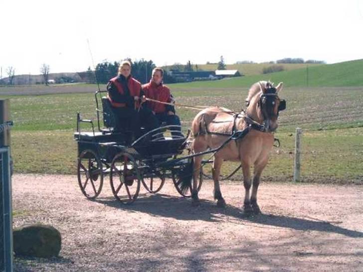 Fjordhest Avlshingst Dukat Halsnæs - Dukat for vogn billede 7