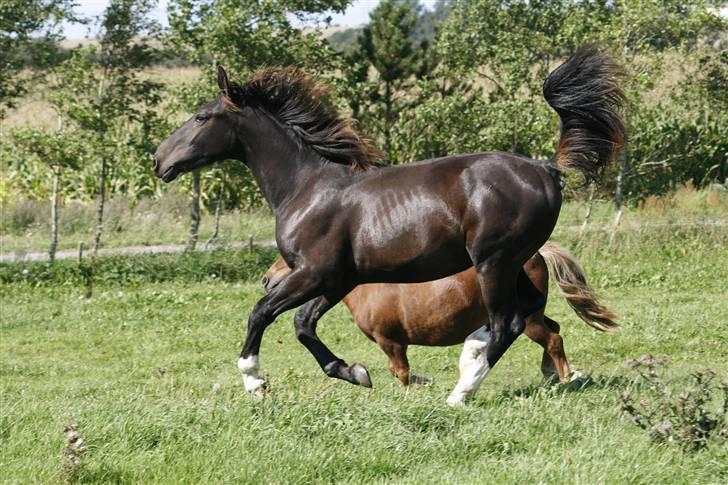 Oldenborg Bubber af Siem (Solgt) - Sue som han ser ud idag, den 22/08-08 billede 1
