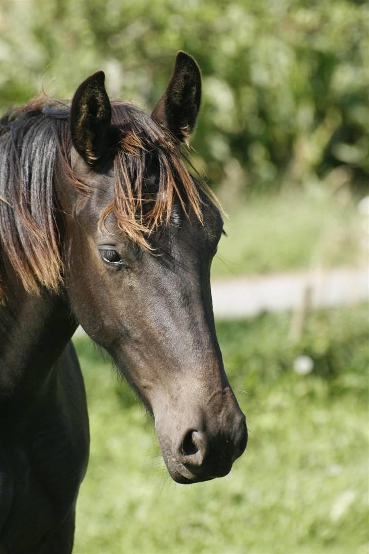 Oldenborg Bubber af Siem (Solgt) billede 2