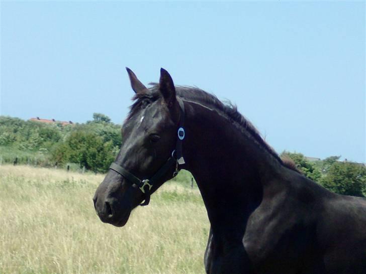 Oldenborg Bubber af Siem (Solgt) - Sue den 03/07-08 billede 4