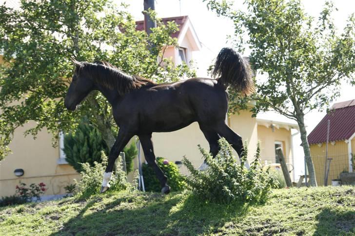 Oldenborg Bubber af Siem (Solgt) billede 5