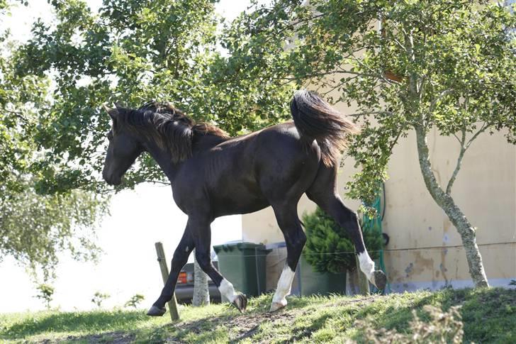 Oldenborg Bubber af Siem (Solgt) billede 9