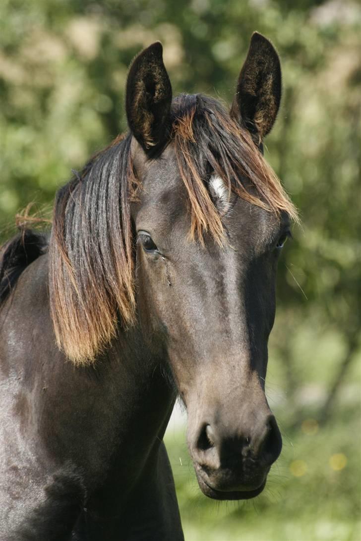 Oldenborg Bubber af Siem (Solgt) billede 11