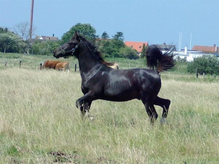 Oldenborg Bubber af Siem (Solgt) - Sue i full-body-shot, den 3. juli 2008 billede 12